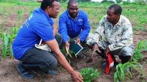 Two agronomists inspecting young plants in a field